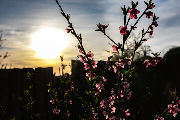 flowers in the sunset