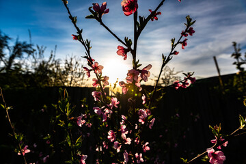 red flowers against the sky