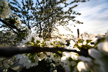 blooming cherry tree