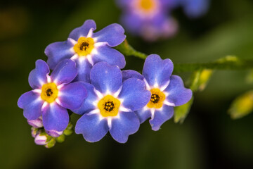 Wood Forget-me-not (Myosotis sylvatica)