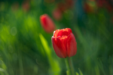 red and yellow tulips