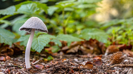 a small pleated Inkcap mushroom (Parasola plicatilis) on a forrest ground