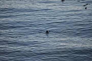 Fototapeta premium Canada6172020