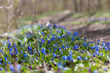 lavender field in spring