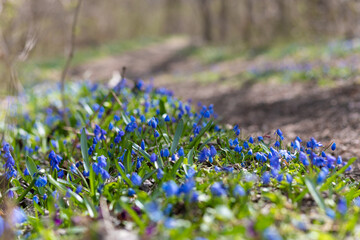 lavender flowers in the garden
