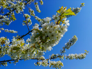 White cherry tree blossoms