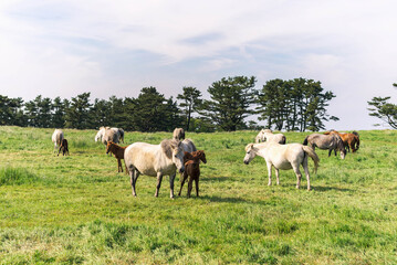 Naklejka na ściany i meble Horses eating grass in the meadow on jeju island.