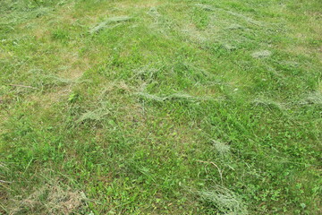 Mowed grass on the lawn. Russia.