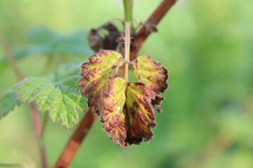 Dry leaf on a bush branch. Macro. Russia.