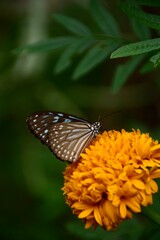 butterfly on flower