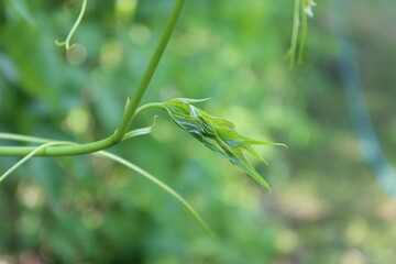 Little young grape leaves. Macro. Russia.