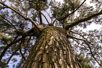 Obraz premium Trunk of a pine tree