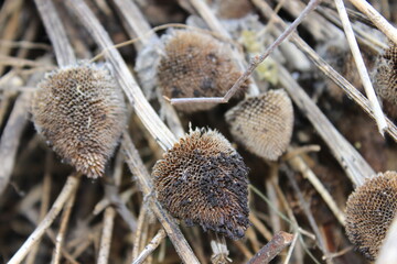 Old dry flowers. Russia.