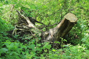 Big stump and roots of a fallen tree. Moscow, Russia.