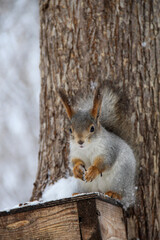Fototapeta premium squirrel in the Park