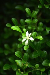 Fototapeta na wymiar green clover flower