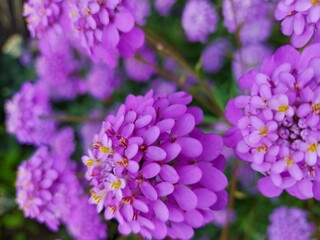 close up of lilac flowers