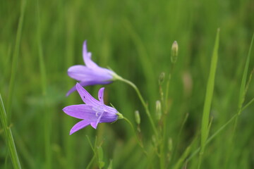 Two purple things 
