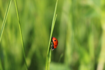 A red spot in the grass