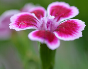 Obraz premium Détail d'un oeillet