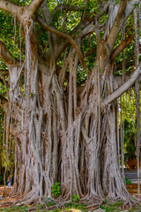 Beautiful nature of the Metropolitan forest park, Havana, Cuba
