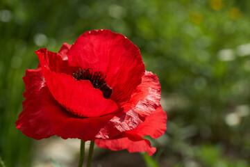 Close up photo of scarlet garden poppies