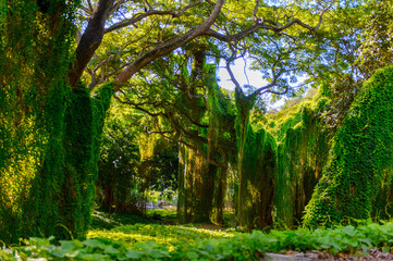 Beautiful nature of the Metropolitan forest park, Havana, Cuba