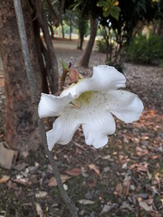 Fototapeta na wymiar Beaumontia murtonii Craib (Easter Lily Vine, Herald Trumpet), large, thick, five-pointed white petals.