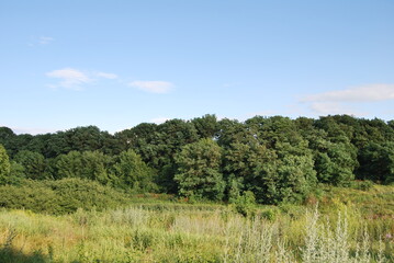 Fototapeta na wymiar landscape with trees and sky