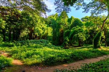 Fototapeta na wymiar Beautiful nature of the Metropolitan forest park, Havana, Cuba