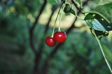 red cherries on a tree