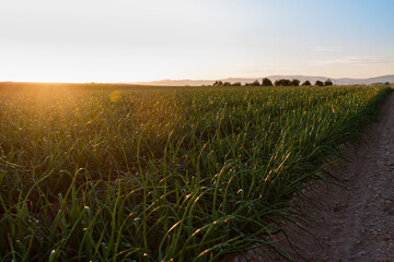 Summer sunset on the edge of an onion field.