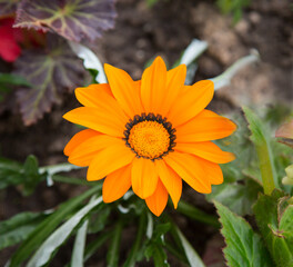 Yellow bright gerbera flower (lat. Gerbera) on a background of green leaves. Agriculture Landscaping landscaping of cities.