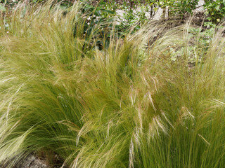 (Stipa tenuifolia) Stipe cheveux d'ange ou jarava plumeux aux panicules longs, arqués, souples et...