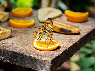 Malachite butterfly (Siproeta stelenes) eating on an orange slice with blurred bacground