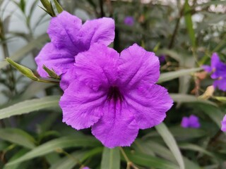 White flowers in the middle, yellow flowers in full bloom.