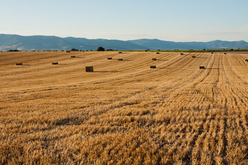 Fototapeta na wymiar Agricultural landscape at sunset. Hay hills