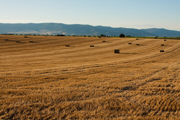 Obraz premium Agricultural landscape at sunset. Hay hills