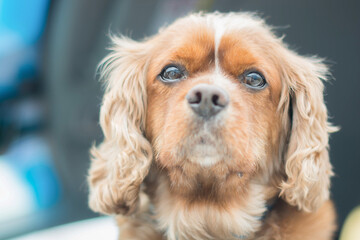 ドックランで犬が楽しそうに走り回っている様子