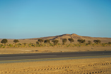 Fototapeta na wymiar beautiful desert trees in arid desert area