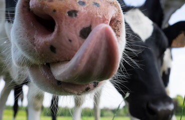 Close up of the nose of a cow, in the middle of a herd of cows, that is licking its tongue at the camera. Focused on the hairs around the nose and lower lip