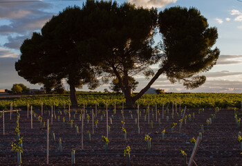 ilex at sunset in a vineyard