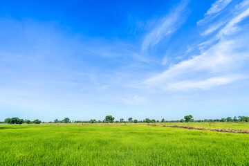 Green rice paddy fields and blue sky