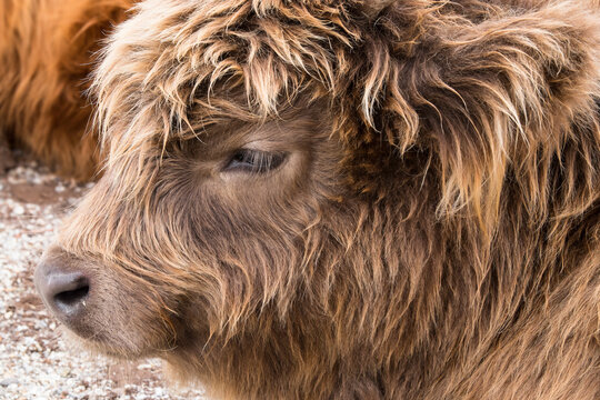 Highland Cow At Churchill Island Heritage Farm, Phillip Island, Victoria, Australia