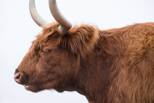 Ruminating Highland Cow At Churchill Island Heritage Farm, Phillip Island, Victoria, Australia. Isolated On White Background