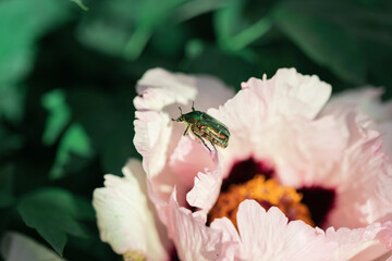 green beetle on a flower