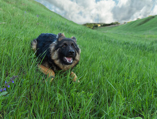german shepherd dog