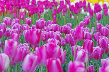 purple tulips on flowerbed