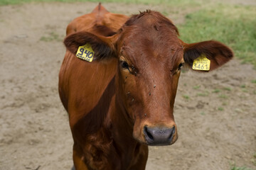 0: Front view of the head of a red cow standing on a dry and sandy meadow