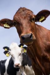 Portrait of a cute and curious red cow looking into the camera. Blurred black and white cows in background. Vertical image